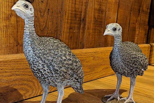 turkey poults