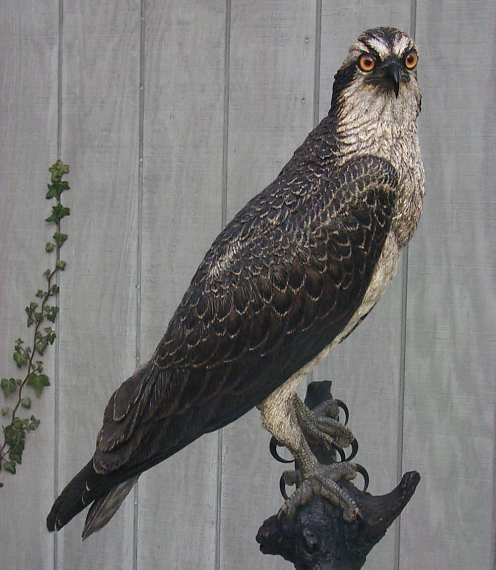 Osprey sculpture